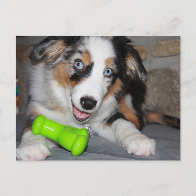 Miniature American Shepherd Blue Merle Puppy Postkarte (Vorderseite)