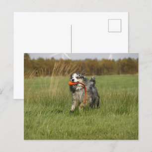 Miniature American Shepherd Blue Merle w Toy Postkarte