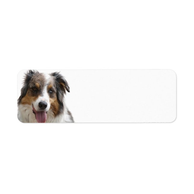 Miniature American Shepherd Merle (Vorne)