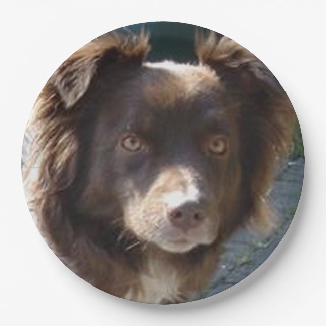 Miniature American Shepherrd Red Tri Pappteller (Vorderseite)