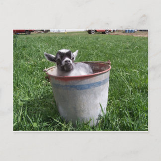 Miniature Goat in a Bucket Postkarte
