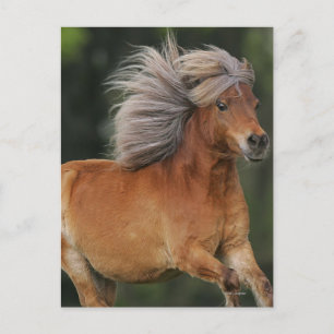 Miniature Horse Running Postkarte