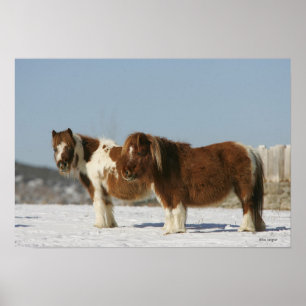 Miniature Horses Standing in the Snow Poster