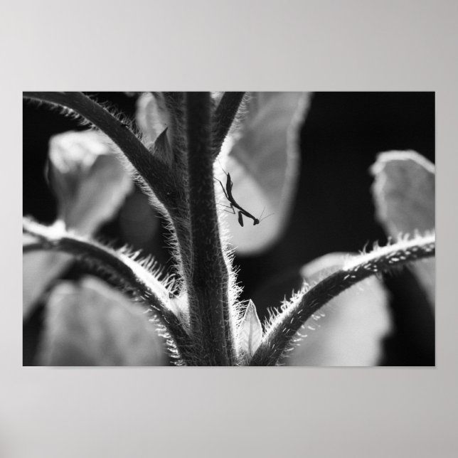 Miniature Mantis Poster (Vorne)