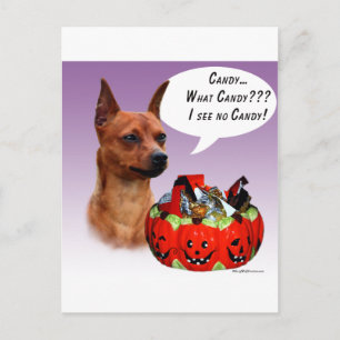 Miniature Pinscher Halloween Candy Postkarte