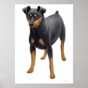 Miniature Pinscher Print Poster