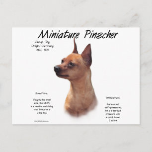 Miniature Pinscher (rot) Historie Design Postkarte