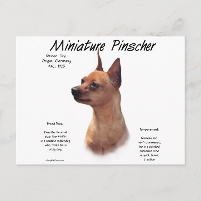 Miniature Pinscher (rot) Historie Design Postkarte (Vorderseite)