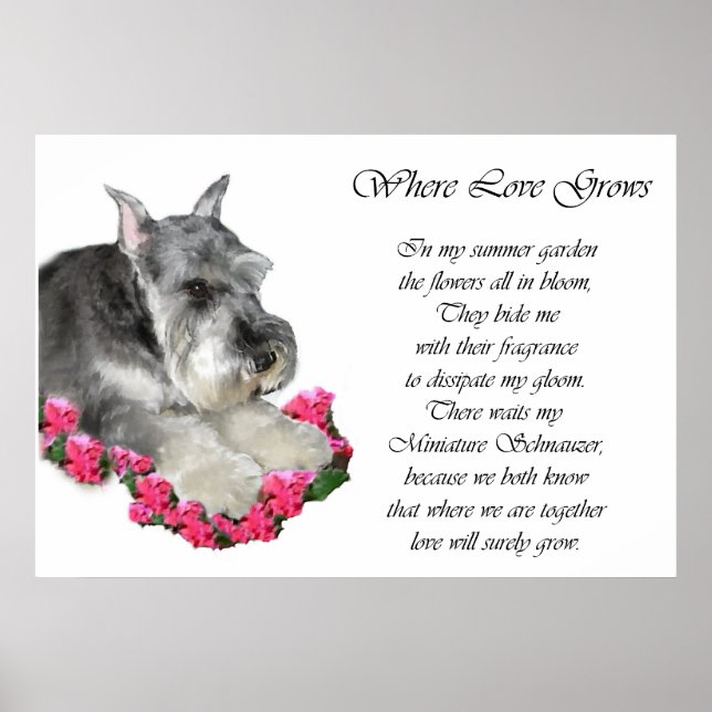 Miniature Schnauzer Art Geschenke Prints Poster (Vorne)