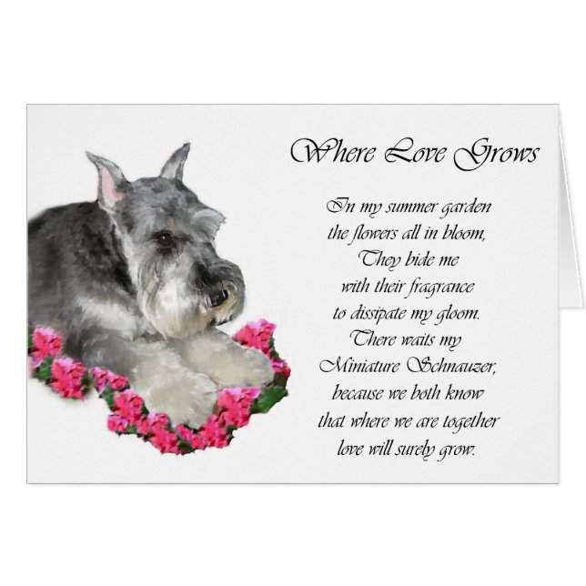 Miniature Schnauzer Art Ohrts (Vorderseite (Horizontal))