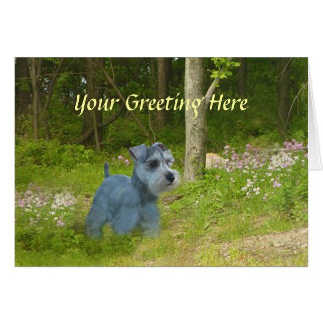 Miniature Schnauzer Card (Vorderseite (Horizontal))