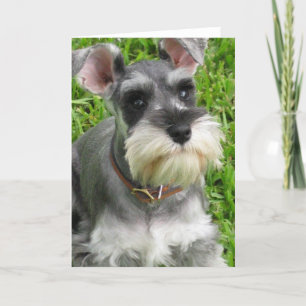Miniature Schnauzer Grußkarte Karte