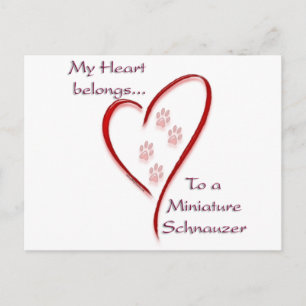 Miniature Schnauzer Heart Belongs Postkarte