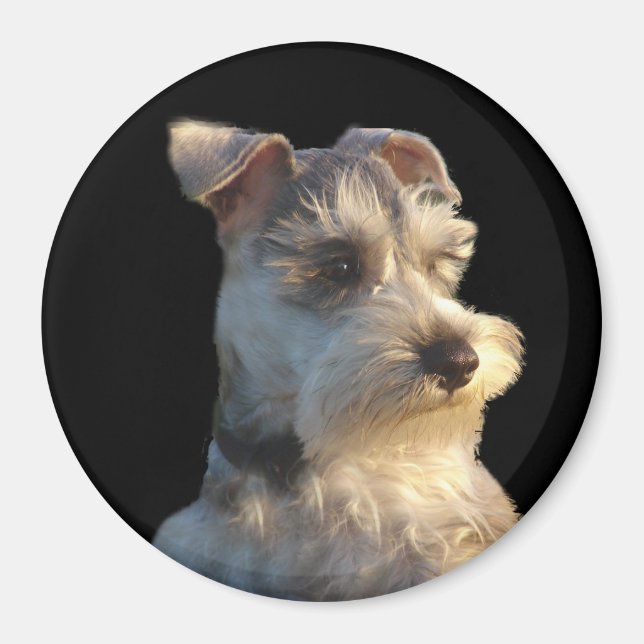 Miniature Schnauzer Magnet (Vorne)