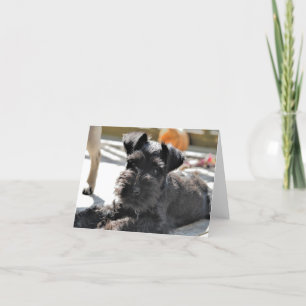 Miniature Schnauzer Note Card #4 - leer Karte
