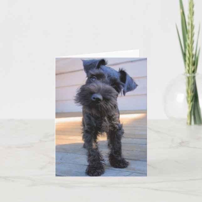 Miniature Schnauzer Note Card Nr. 1 - leer Karte (Vorderseite)