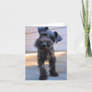 Miniature Schnauzer Note Card Nr. 1 - leer Karte