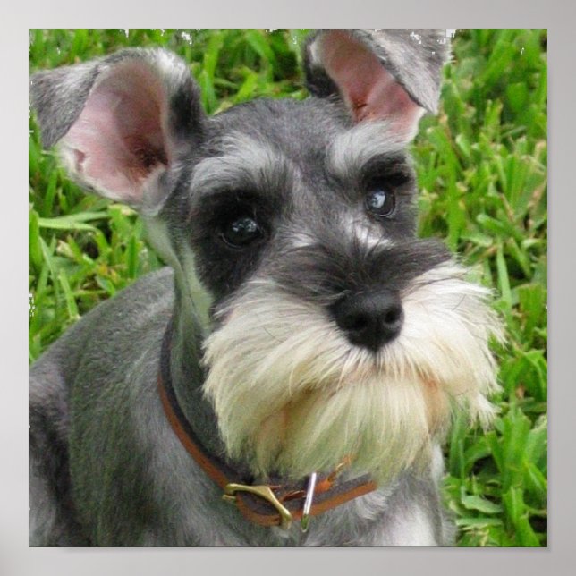 Miniature Schnauzer Poster (Vorne)
