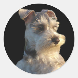 Miniature Schnauzer Sticker