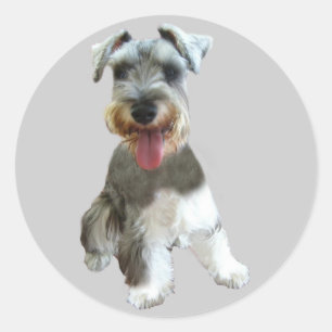 Miniature Schnauzer Sticker
