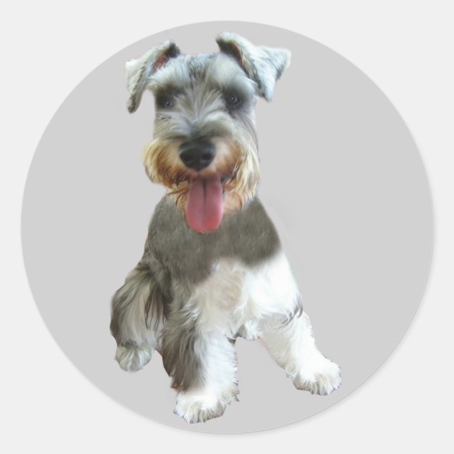 Miniature Schnauzer Sticker (Vorderseite)