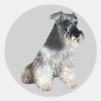 Miniature Schnauzer Sticker