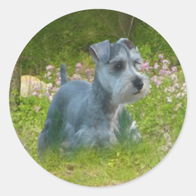 Miniature Schnauzer Sticker (Vorderseite)