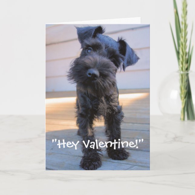 Miniature Schnauzer Valentine's Day Card Feiertagskarte (Vorderseite)