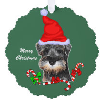Miniature Schnauzer Weihnachtszeit