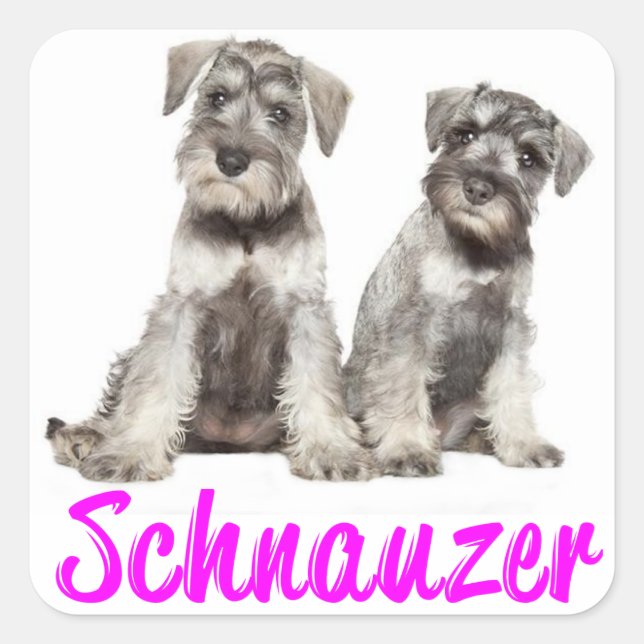 Miniature Schnauzer Welpenhühner Liebe Sticker (Vorderseite)