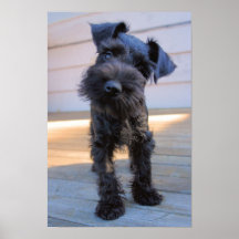 Miniature Schnauzer Welpenposter