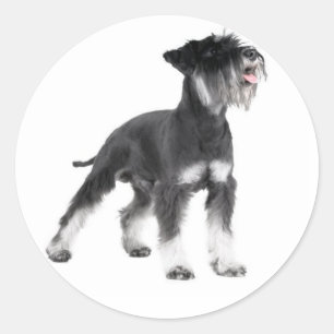 Miniature Schnauzer Welpensticker Runder Aufkleber