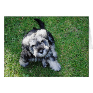 Miniature Schnauzer Welppy