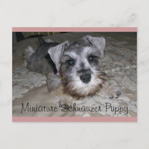 Miniature Schnauzer Welppy Postkarte