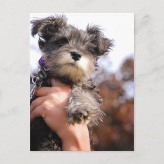 Miniature Schnauzer Welppy Postkarte
