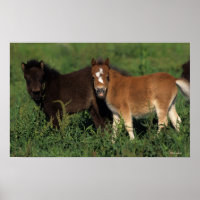 Miniaturfohlen im Gras