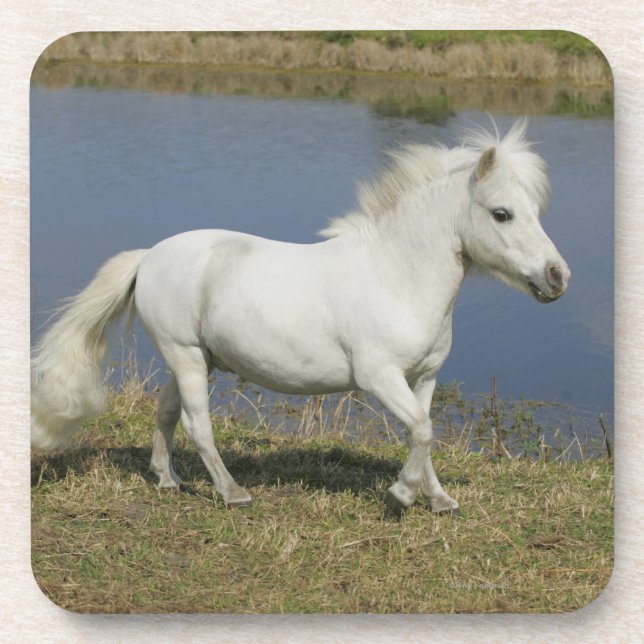 Miniaturpferd, das nahe Wasser läuft Untersetzer (Vorderseite)