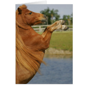 Miniaturpferdeerrichtung