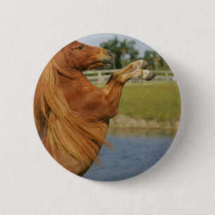 Miniaturpferdeerrichtung Button