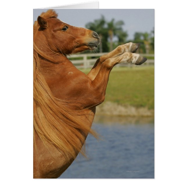 MiniaturPferdezucht (Vorne)