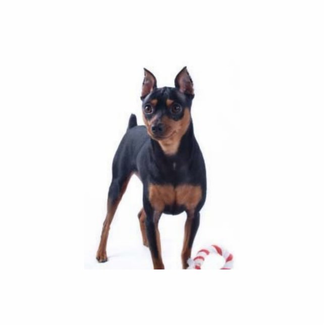 MiniaturPincher Foto-Skulptur Freistehende Fotoskulptur (Vorne)