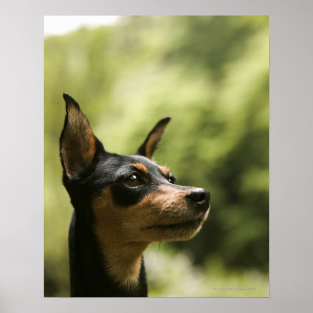 Miniaturpinscher (Button) 2 Poster (Vorne)