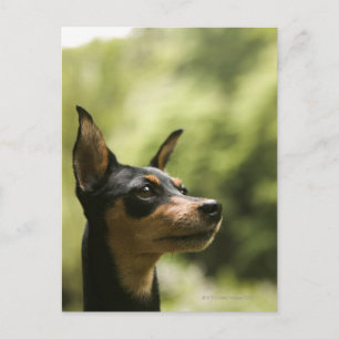 Miniaturpinscher (Button) 2 Postkarte