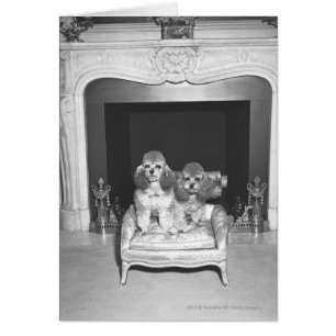 Miniaturpoodles vor Kamin