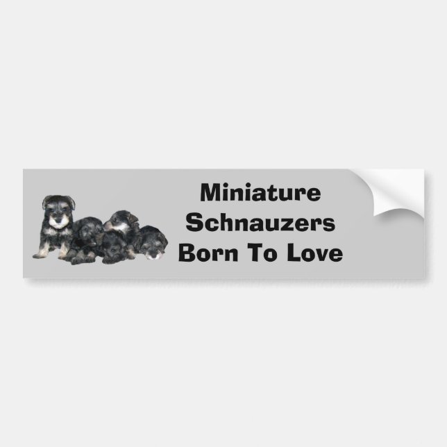 Miniaturschnauzer-Autoaufkleber Autoaufkleber (Vorne)