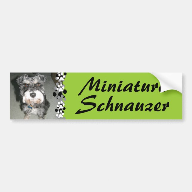 Miniaturschnauzer-Foto Autoaufkleber (Vorne)
