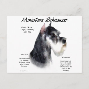 Miniaturschnauzer Geschichtsdesign Postkarte
