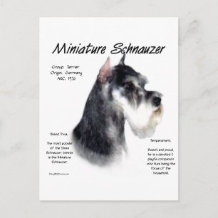 Miniaturschnauzer Geschichtsdesign Postkarte