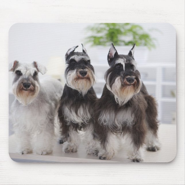 Miniaturschnauzer stehend am Tisch Mousepad (Vorne)