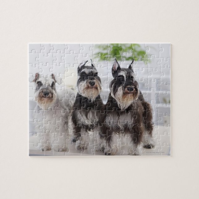 Miniaturschnauzer stehend am Tisch Puzzle (Horizontal)
